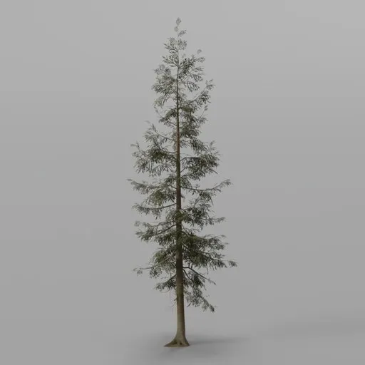 Dense Spruce Conifer