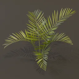 Alexandra Palm Plant Elder Var