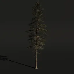 Detailed Blender 3D Scots Pine model showcasing intricate foliage and realistic bark textures suitable for virtual environments.