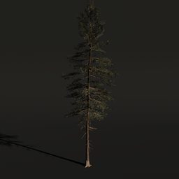 Tree ScotsPine a1