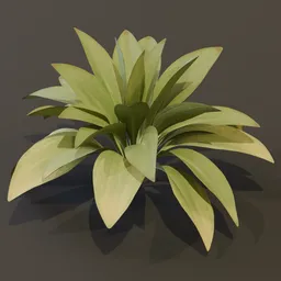 Haran Cast Iron Plant Large