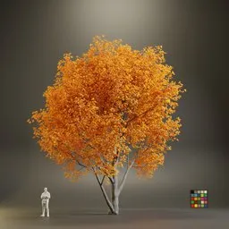 European Maple Acer Platanoide