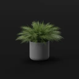 Fountain Grass Big Pot