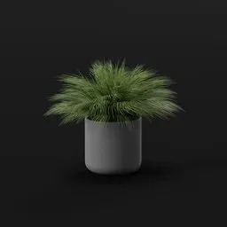 Fountain Grass Big Pot