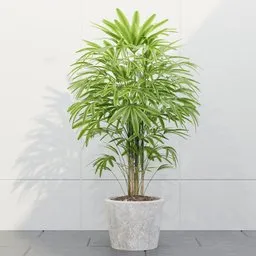 Umbrella Plant in Stone Pot