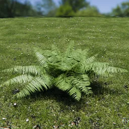Ostrich Fern