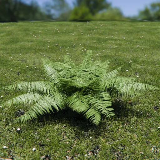 Ostrich Fern