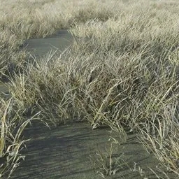 Grass Tabosa Sparce