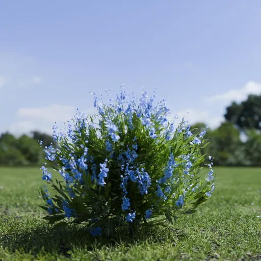 Shurb - Caryopteris Bluebeard ANIMATED