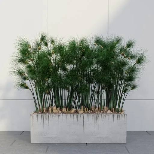 Papyrus Grass Planter