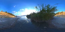Riverbank Reeds HDRI II