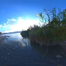 Riverbank Reeds HDRI II