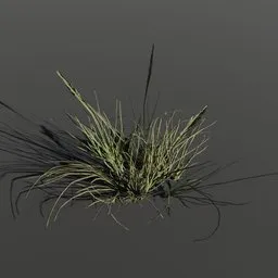 Plant Poa Alpine Small