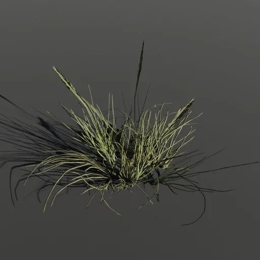 Plant Poa Alpine Small
