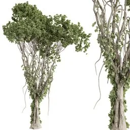 tree