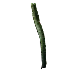 Hylocereus undatus