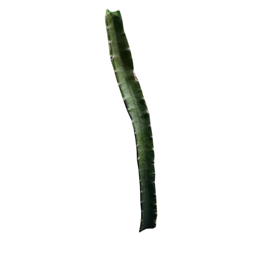 Hylocereus undatus