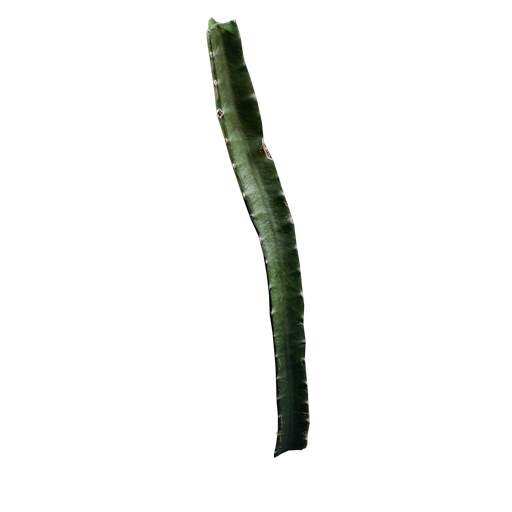 Hylocereus undatus
