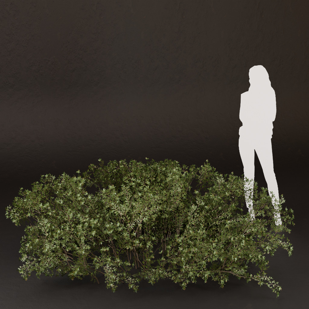 BlenderKit | Download the SJ-Sunlit Garden Path Bush model