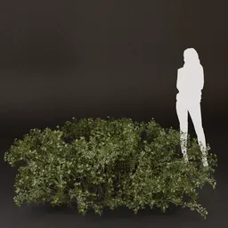 SJ-Sunlit Garden Path Bush