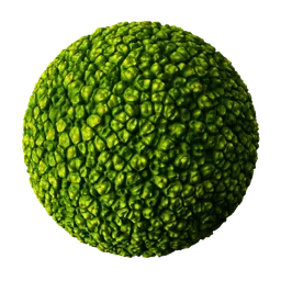 Plant Green Cells