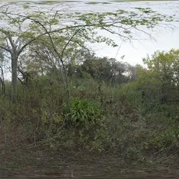 Nature Reserve Forest