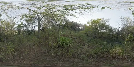 Nature Reserve Forest