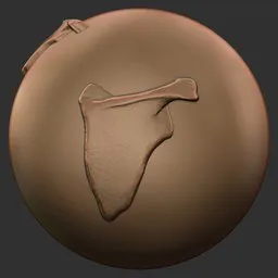 Scapula