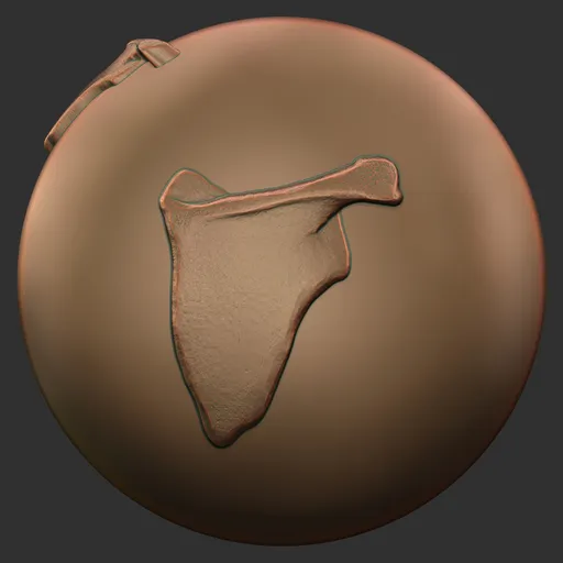 Scapula