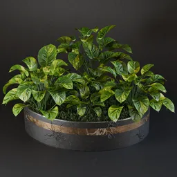 SJ-epipremnum aureum-set001