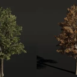 Tree Siberian Elm c1