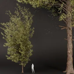 SJ-Alpine Pine Tree