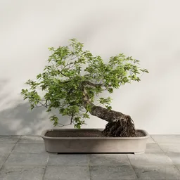 Slant Bonsai