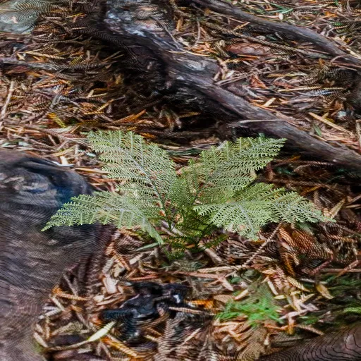 Young Fern Plant