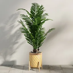Potted Areca Palm