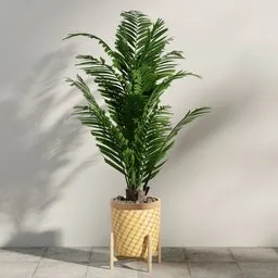Potted Areca Palm