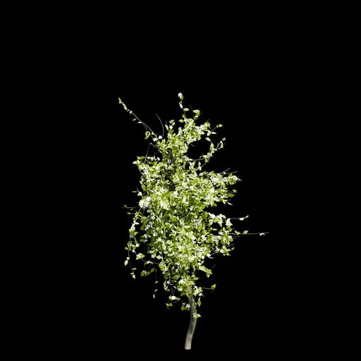 Small Spring Cherry Tree