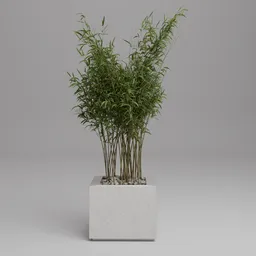 Bamboo Plant in Concrete Planter