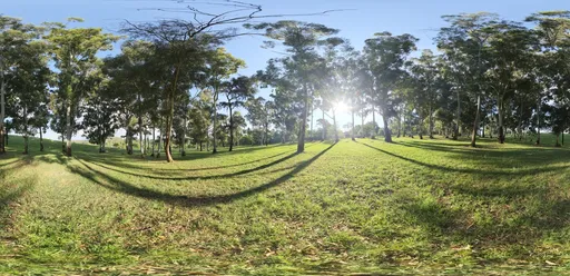 Sunny Meadow Forest