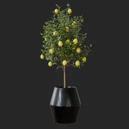 Lemon Plant