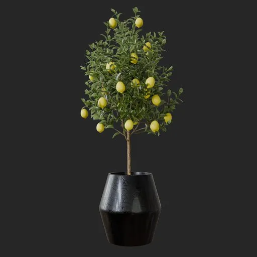 Lemon Plant