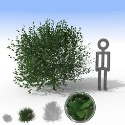 "Medium-sized green bush 3D model for Blender 3D, perfect for outdoor nature scenes. Includes separate leaves for customization. Ideal for garden and landscape design."