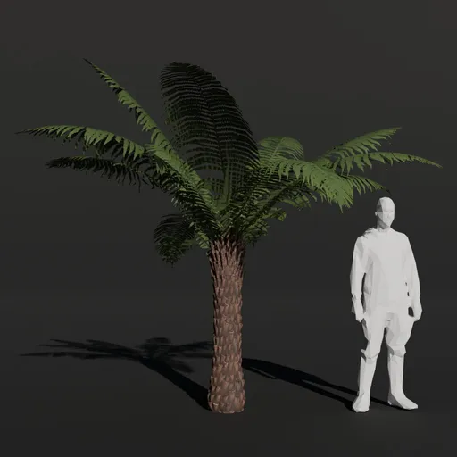 Tree Fern Small