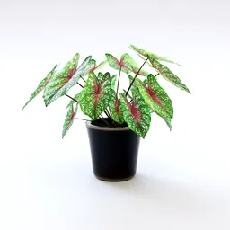 Detailed 3D model of a potted Caladium bicolor with vibrant leaves, optimized for Blender use.