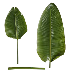 Strelitzia reginae Leaf