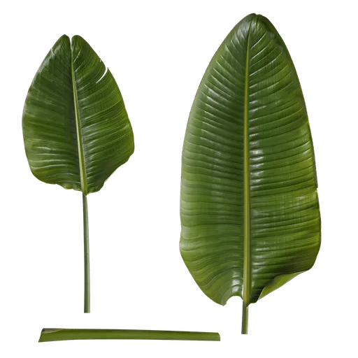 Strelitzia reginae Leaf
