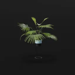 Chinese Palm Young Plant Potted