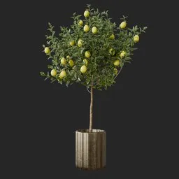 Lemon Plant