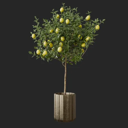 Lemon Plant