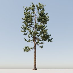 Coniferous Tree 09